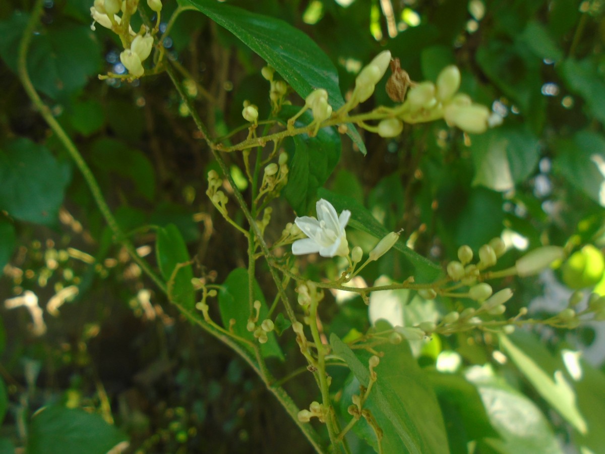 Poranopsis paniculata (Roxb.) Roberty